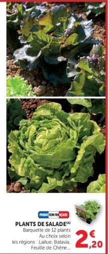 Plants de salade
