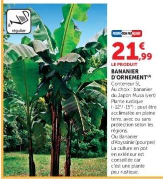 BANANIER D'ORNEMENT