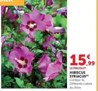 HIBISCUS SYRIACUS