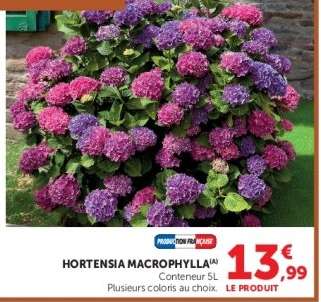 HORTENSIA MACROPHYLLA