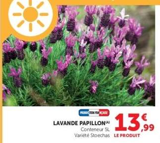 Lavande papillon