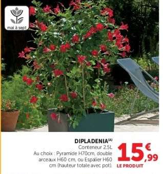 Dipladenia