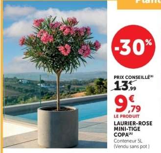 LAURIER-ROSE MINI-TIGE COPA