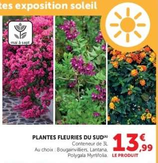 PLANTES FLEURIES DU SUD