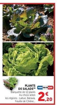 Plants de salade