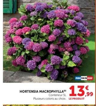 HORTENSIA MACROPHYLLA