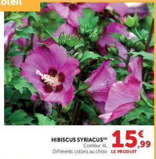 HIBISCUS SYRIACUS