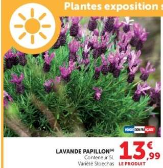 Lavande papillon