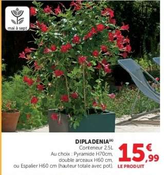 Dipladenia