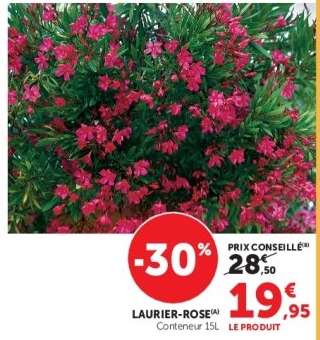 Laurier rose