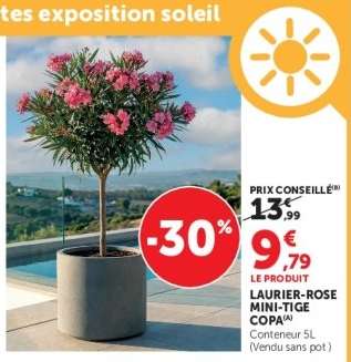 LAURIER-ROSE MINI-TIGE COPA