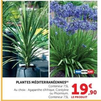 PLANTES MÉDITERRANÉENNES
