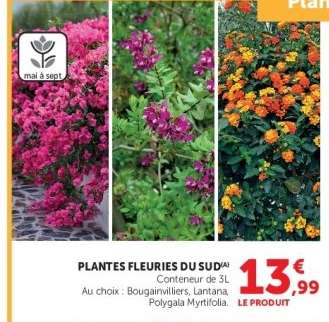 PLANTES FLEURIES DU SUD