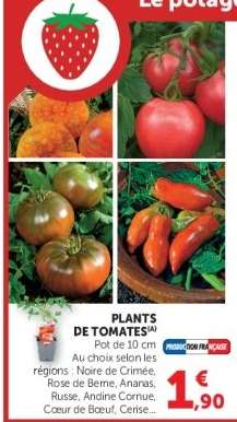 Plants de tomates