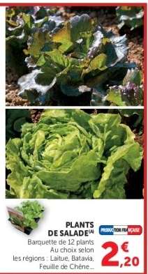 Plants de salade