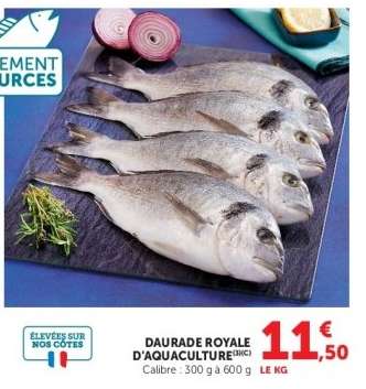 DAURADE ROYALE D'AQUACULTURE