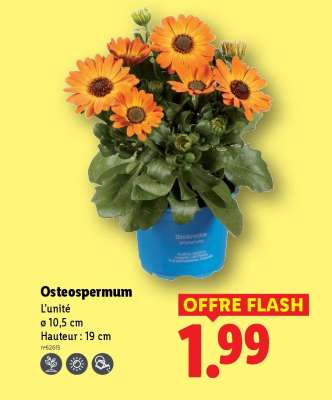 Ostéospermum