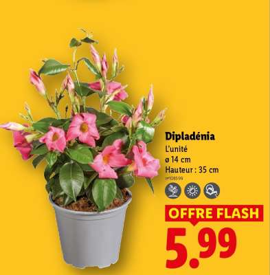 Dipladenia