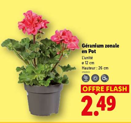 Géranium zonale en pot
