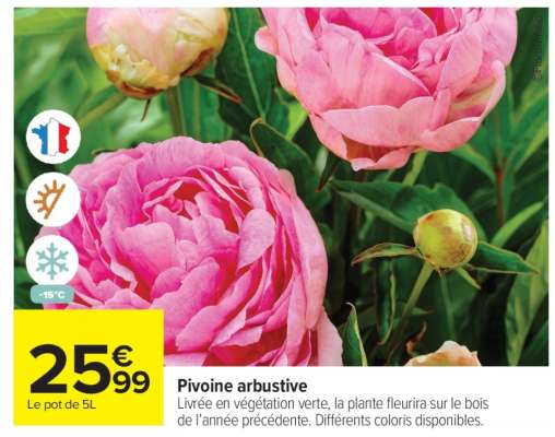 Pivoine arbustive