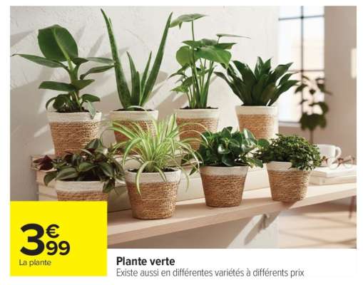 Plante verte