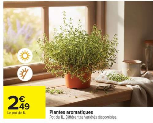 Plantes Aromatiques