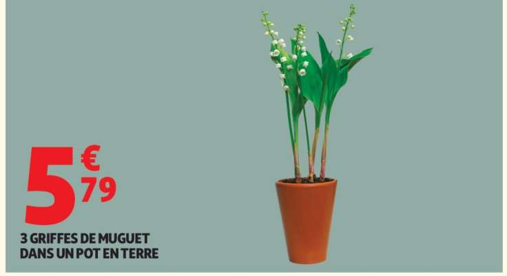 3 GRIFFES DE MUGUET DANS UN POT EN TERRE