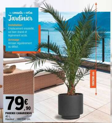 Phoenix Canariensis