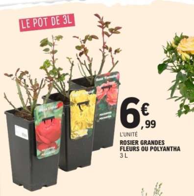 ROSIER GRANDES FLEURS OU POLYANTHA
