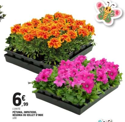 PÉTUNIA, IMPATIENS, BÉGONIA OU ŒILLET D'INDE