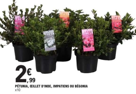 PÉTUNIA, ŒILLET D'INDE, IMPATIENS OU BÉGONIA