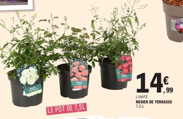 ROSIER DE TERRASSE