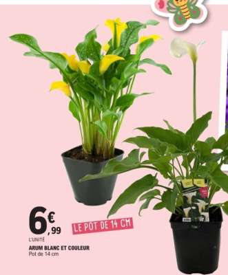 ARUM BLANC ET COULEUR
