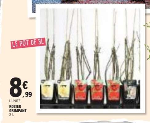 Rosier grimpant
