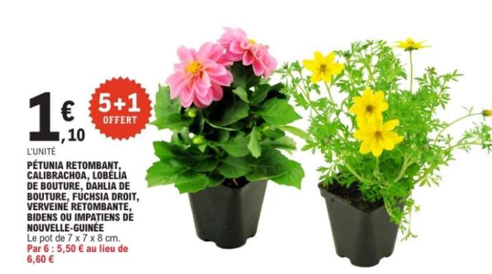 PÉTUNIA RETOMBANT, CALIBRACHOA, LOBÉLIA DE BOUTURE, DAHLIA DE BOUTURE, FUCHSIA DROIT, VERVEINE RETOMBANTE, BIDENS OU IMPATIENS DE NOUVELLE-GUINÉE