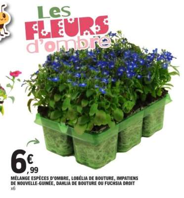 Mélange espèces d'ombre