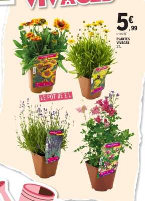 PLANTES VIVACES 2 L