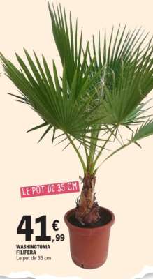 WASHINGTONIA FILIFERA