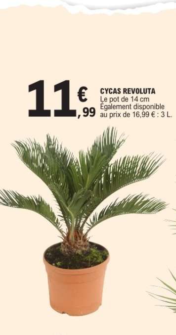 Cycas Revoluta