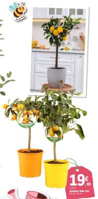 L'unité Agrumes Mini-Tige