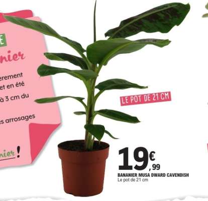 Bananier Musa Dwarf Cavendish