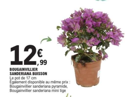 BOUGAINVILLIER SANDERIANA BUISSON