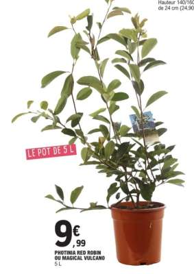 PHOTINIA RED ROBIN OU MAGICAL VULCANO
