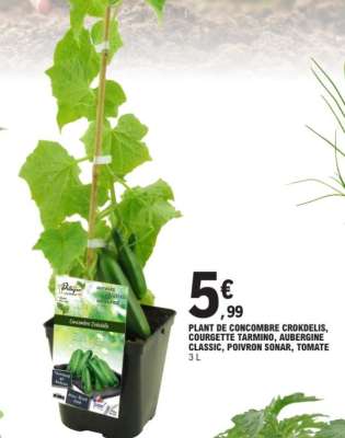 PLANT DE CONCOMBRE CROKDELIS, COURGETTE TARMINO, AUBERGINE CLASSIC, POIVRON SONAR, TOMATE