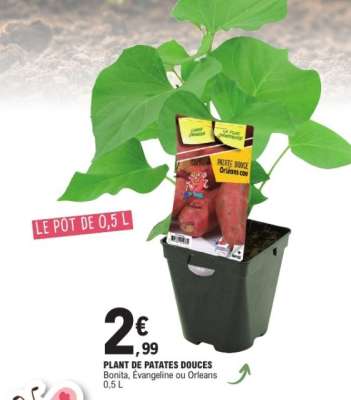 PLANT DE PATATES DOUCES