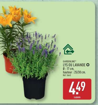 GARDENLINE® LYS OU LAVANDE