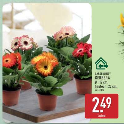 Gerbera