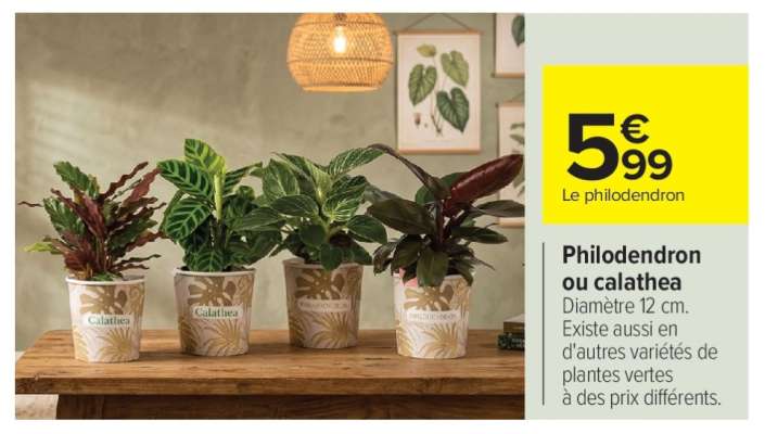 Philodendron ou calathea