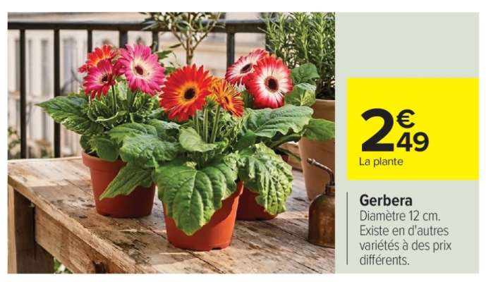 Gerbera