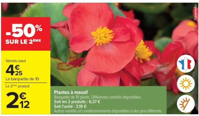 Plantes à massif